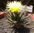 /album/cactaceae-g-l/leuchtembergia-principis-jpg/